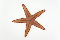 Starfish (Astropecten irregularis) diameter approximately five centimeters, North Sea, Helgoland, Germany