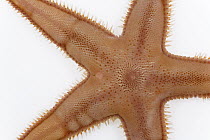 Starfish (Astropecten irregularis) diameter approximately five centimeters, North Sea, Helgoland, Germany