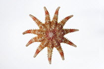 Common Sun Star (Crossaster papposus) diameter approximately fourteen centimeters, North Sea, Helgoland, Germany