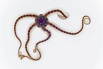 Common Brittlestar (Ophiothrix fragilis) outstretched approximately eighteen centimeters, North Sea, Helgoland, Germany