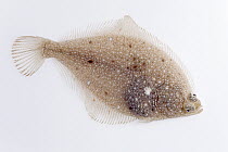 European Flounder (Platichthys flesus) approximately nine centimeters, Helgoland, Germany
