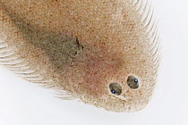 European Flounder (Platichthys flesus) approximately nine centimeters, Helgoland, Germany