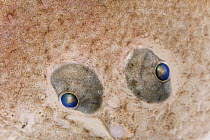 European Flounder (Platichthys flesus) eyes, fish is approximately nine centimeters, Helgoland, Germany
