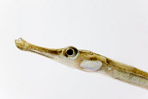 Nilsson's Pipefish (Syngnathus rostellatus) detail, two centimeters long, Helgoland, Germany