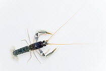 European Lobster (Homarus gammarus) juvenile outstretched body four centimeters long, Helgoland, Germany