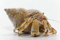 Hermit Crab (Anapagurus laevis) in a snail shell from a Common Northern Whelk (Buccinum undatum) approximate length is nine centimeters, Helgoland, Germany