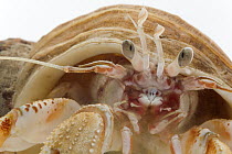 Hermit Crab (Anapagurus laevis) in a snail shell from a Common Northern Whelk (Buccinum undatum) approximate length is nine centimeters, Helgoland, Germany