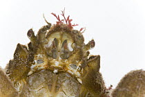 Great Spider Crab (Leptomithrax gaimardii) face covered with algae detail approximately three centimeters, Helgoland, Germany