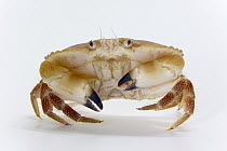 Edible Crab (Cancer pagurus) ten centimeters wide, Helgoland, Germany