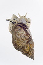 Common Northern Whelk (Buccinum undatum) shell length is approx seven centimeters, Helgoland, Germany