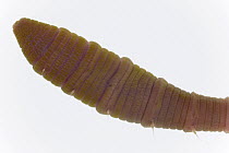 Lugworm (Arenicola marina) three centimeters, Helgoland, Germany