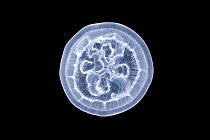 Moon Jelly (Aurelia aurita) twelve centimeters, Helgoland, Germany