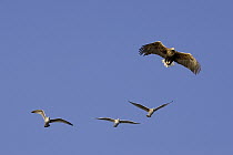 White-tailed Eagle (Haliaeetus albicilla) flying being mobbed by Herring Gulls (Larus argentatus), Norway