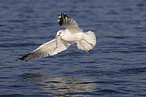 Mew Gull (Larus canus) with captured fish, Germany