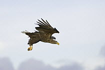 White-tailed Eagle (Haliaeetus albicilla) flying, Norway