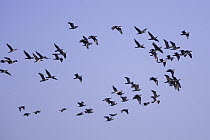 Great Cormorant (Phalacrocorax carbo) flock, Germany