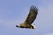 White-tailed Eagle (Haliaeetus albicilla) flying, Norway