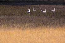 Whooper Swan (Cygnus cygnus) group feeding in marsh, Norway