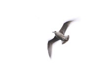 Herring Gull (Larus argentatus) flying, Norway
