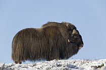 Muskox (Ovibos moschatus) showing thick insulating coat, Norway