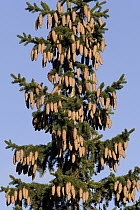 Norway Spruce (Picea abies) tree, with numerous cones, Flatanger, Norway