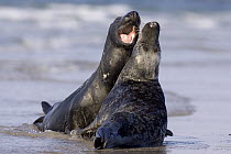 Grey Seal (Halichoerus grypus) pair play fighting, North Sea, Helgoland, Germany