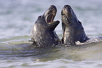 Grey Seal (Halichoerus grypus) play fighting, North Sea, Helgoland, Germany