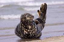 Grey Seal (Halichoerus grypus), North Sea, Helgoland, Germany