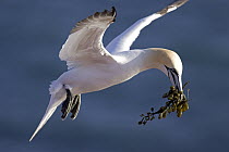 Northern Gannet (Morus bassanus) with nesting material, North Sea, Helgoland, Germany