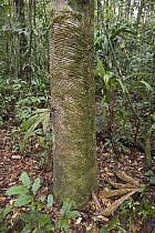 Old Rubber Tree in rainforest showing scars from repeated tapping, Yavari River, Amazon Basin