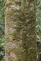 Old Rubber Tree in rainforest showing scars from tapping, Yavari River, Amazon Basin