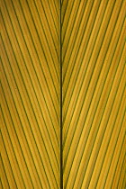 Palm Leaf showing midrib and veination, Yavari River, Amazon Basin, Peru
