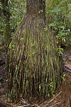 Buriti Palm (Mauritia flexuosa) tree showing root structure in rainforest, Yavari River, Amazon Basin, Peru