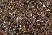Termite colony migrating across rainforest floor showing workers and soldiers, Yavari River, Amazon Basin, Peru