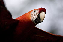 Scarlet Macaw (Ara macao) portrait flying, Amazon Ecosystem, Peru