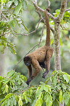 Humboldt's Woolly Monkey (Lagothrix lagotricha) using prehensile tail to hang in tree, Yavari River, Amazon Basin, Peru