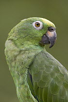Mealy Parrot (Amazona farinosa) portrait, Yavari River, Amazon Basin, Peru