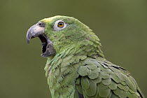 Mealy Parrot (Amazona farinosa) calling, Yavari River, Amazon Basin, Peru