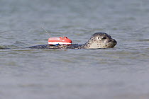 Common Seal (Phoca vitulina) with radio transmitter on its back, North Sea, Helgoland, Germany