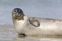 Common Seal (Phoca vitulina) resting in shallow water, North Sea, Helgoland, Germany