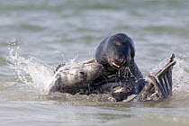 Grey Seal (Halichoerus grypus) in shallows, play fighting, North Sea, Helgoland, Germany