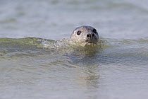 Common Seal (Phoca vitulina), North Sea, Helgoland, Germany