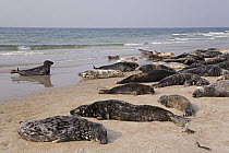 Grey Seal (Halichoerus grypus) hauled out group resting, North Sea, Helgoland, Germany