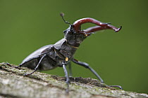 Stag Beetle (Lucanus cervus) showing large jaws, Germany