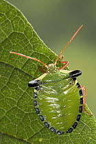 Stink Bug (Edessa sp) portrait, a true bug of the Heteroptera suborder, Guanacaste, Costa Rica