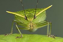 Stink Bug (Loxa viridis) portrait, a true bug of the Heteroptera suborder, Guanacaste, Costa Rica