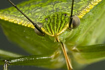 Stink Bug (Loxa viridis) portrait, a true bug of the Heteroptera suborder, Guanacaste, Costa Rica