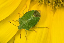 Green Shield Bug (Palomena prasina) portrait, a true bug of the Heteroptera suborder, Europe