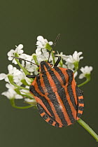 Red and Black Striped Stink Bug (Graphosoma lineatum) portrait, a true bug of the Heteroptera suborder, Europe