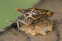 Stink Bug (Pentatomidae) mother sheilding newborn babies, a true bug of the Heteroptera suborder, Malaysia
